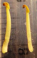  Stamens